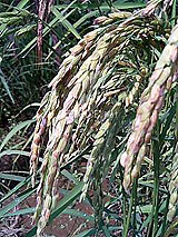 古代米 黒米 赤米 緑米