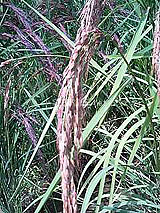 �Ñ�� ���� �ԕ� �Ε�