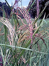 古代米 黒米 赤米 緑米