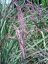 �Ñ�� ���� �ԕ� �Ε�