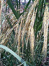 �Ñ�� ���� �ԕ� �Ε�