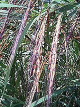 古代米 黒米 赤米 緑米