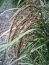 �Ñ�� ���� �ԕ� �Ε�