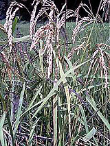 �Ñ�� ���� �ԕ� �Ε�