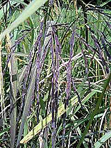 古代米 黒米 赤米 緑米