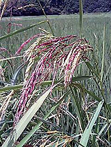 �Ñ�� ���� �ԕ� �Ε�