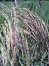 �Ñ�� ���� �ԕ� �Ε�