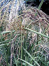 古代米 黒米 赤米 緑米