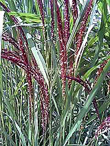 �Ñ�� ���� �ԕ� �Ε�