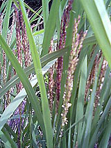 古代米 黒米 赤米 緑米