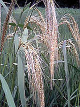 �Ñ�� ���� �ԕ� �Ε�