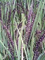 �Ñ�� ���� �ԕ� �Ε�