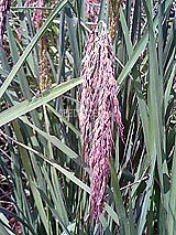 古代米 黒米 赤米 緑米