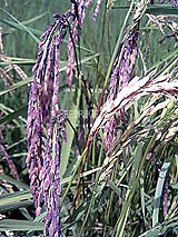 古代米 黒米 赤米 緑米