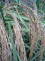 �Ñ�� ���� �ԕ� �Ε�