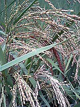 �Ñ�� ���� �ԕ� �Ε�