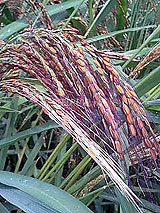 古代米 黒米 赤米 緑米