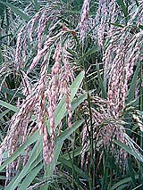 �Ñ�� ���� �ԕ� �Ε�