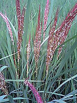 �Ñ�� ���� �ԕ� �Ε�