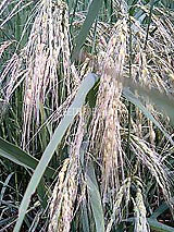 古代米 黒米 赤米 緑米