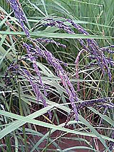 �Ñ�� ���� �ԕ� �Ε�