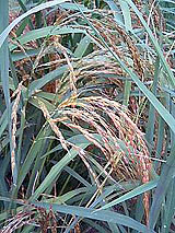 �Ñ�� ���� �ԕ� �Ε�