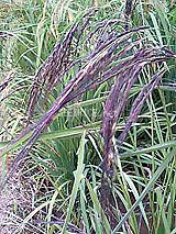 古代米 黒米 赤米 緑米