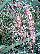 �Ñ�� ���� �ԕ� �Ε�