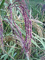 �Ñ�� ���� �ԕ� �Ε�