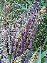 �Ñ�� ���� �ԕ� �Ε�