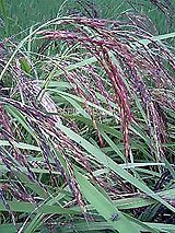 古代米 黒米 赤米 緑米