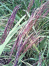 �Ñ�� ���� �ԕ� �Ε�