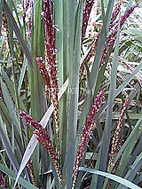 古代米 黒米 赤米 緑米