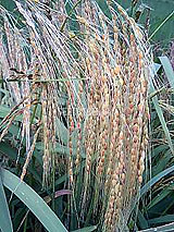 �Ñ�� ���� �ԕ� �Ε�