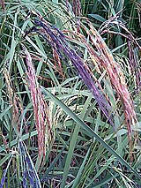 �Ñ�� ���� �ԕ� �Ε�