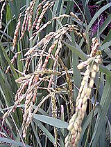 古代米 黒米 赤米 緑米