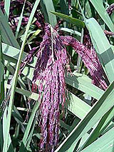 �Ñ�� ���� �ԕ� �Ε�