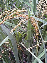 �Ñ�� ���� �ԕ� �Ε�