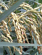 古代米 黒米 赤米 緑米