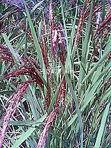 �Ñ�� ���� �ԕ� �Ε�