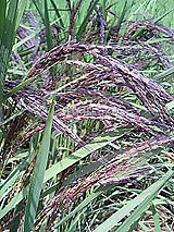 �Ñ�� ���� �ԕ� �Ε�