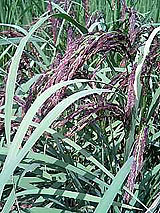 古代米 黒米 赤米 緑米