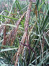 �Ñ�� ���� �ԕ� �Ε�