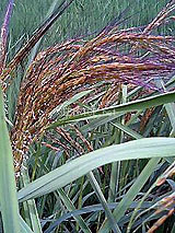 �Ñ�� ���� �ԕ� �Ε�