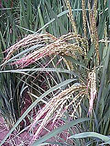 古代米 黒米 赤米 緑米