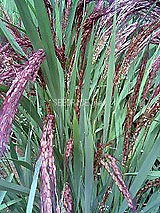 �Ñ�� ���� �ԕ� �Ε�