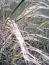 �Ñ�� ���� �ԕ� �Ε�