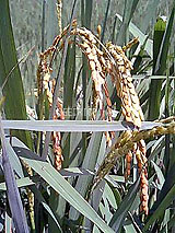 �Ñ�� ���� �ԕ� �Ε�