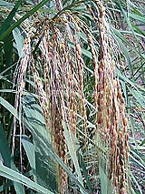 �Ñ�� ���� �ԕ� �Ε�