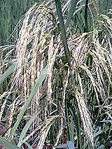 古代米 黒米 赤米 緑米